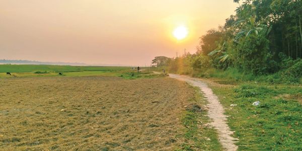 কাঁঠালবাড়ী চর থেকে হারিয়ে গেছে চার প্রজাতির ধান